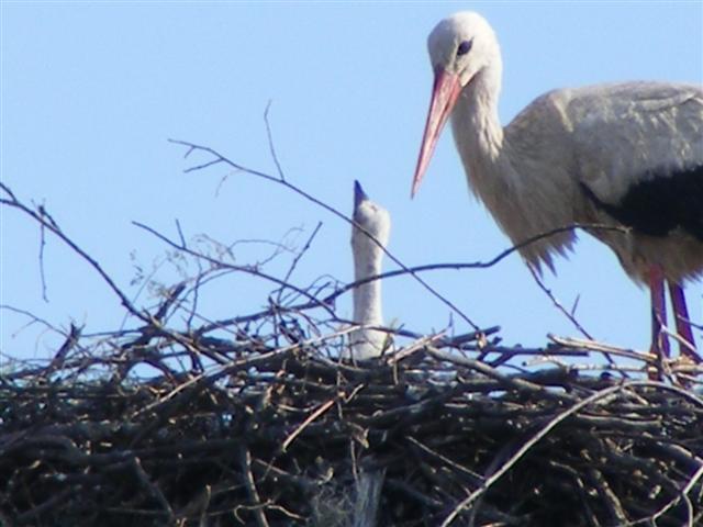 DSCF0008 (Small).JPG