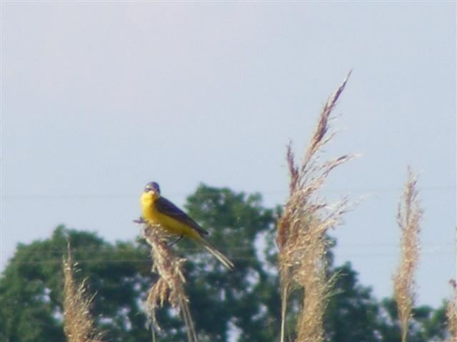 DSCF0011 (Small).JPG