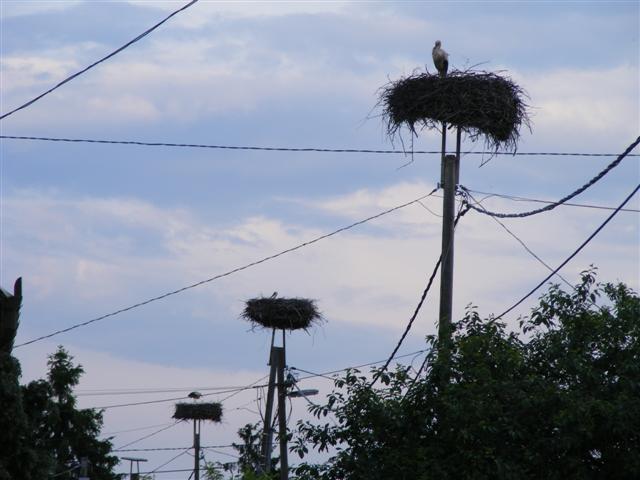 DSCF0019 (Small).JPG