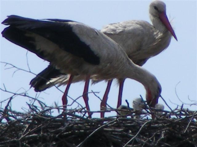 DSCF0044 (Small).JPG