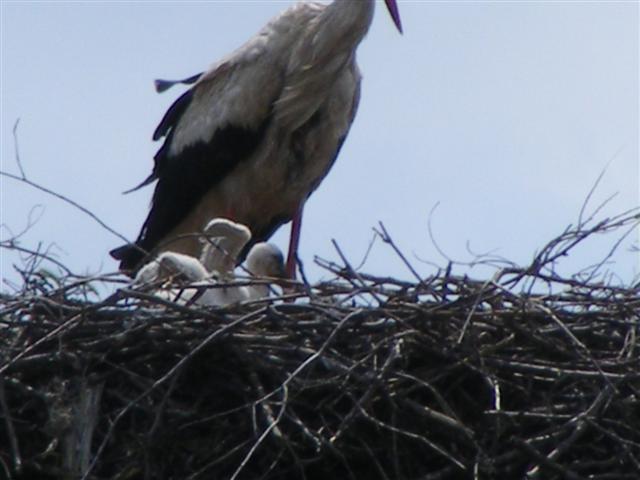 DSCF0053 (Small).JPG