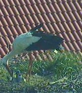 2010-05-24_164213.jpg