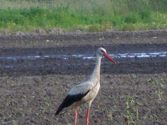 DSCF0103 (Small).JPG