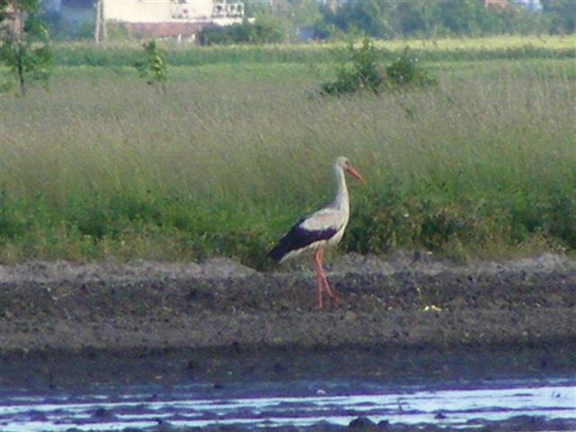 DSCF0104 (Small).JPG