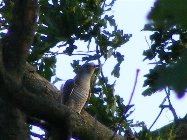 DSCF0108 (Small).JPG