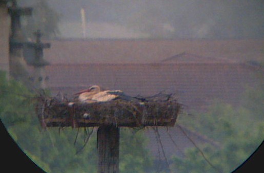 2010-05-26_065234.jpg