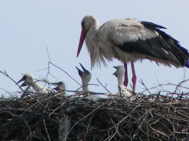DSCF0125.JPG