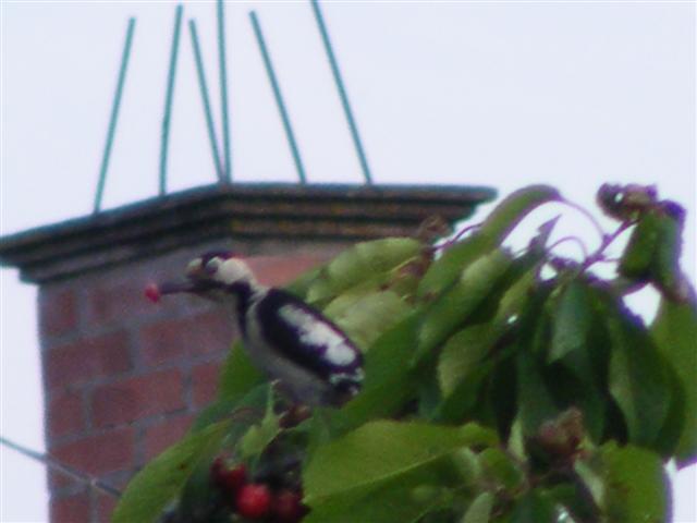 DSCF0129 (Small).JPG