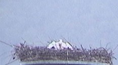 2010-05-27_062633.jpg