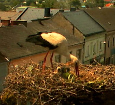 2010-05-29_133153.jpg