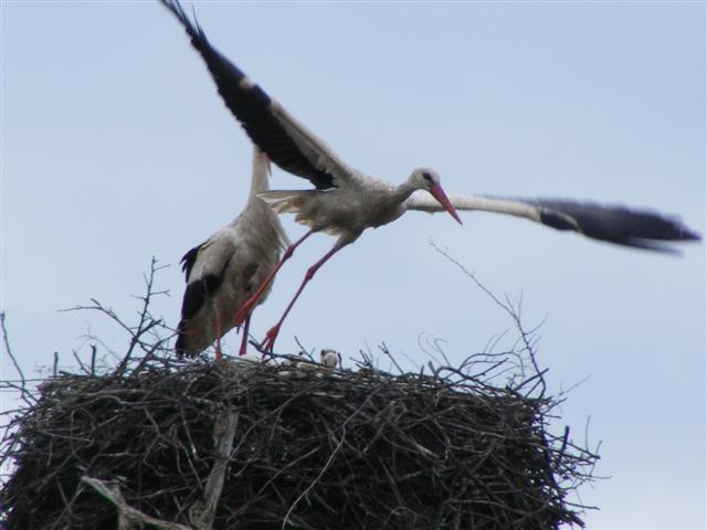 DSCF0180 (Small).JPG