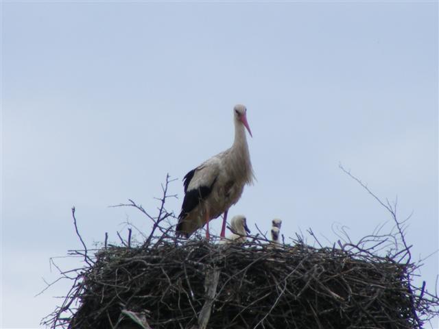 DSCF0182 (Small).JPG