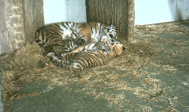 sved_tigris_20090115_05.gif