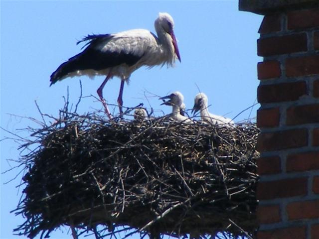DSCF0528 (Small).JPG