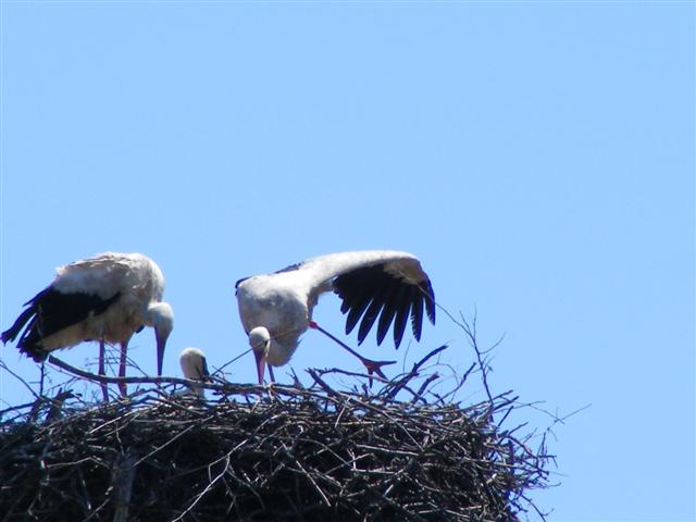 DSCF0568 (Small).JPG