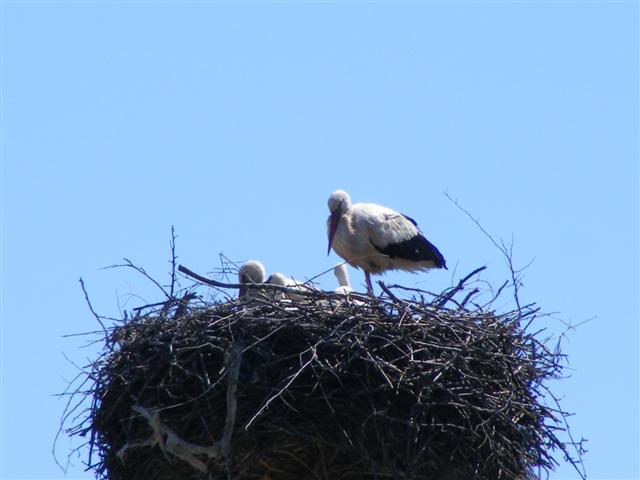 DSCF0604 (Small).JPG