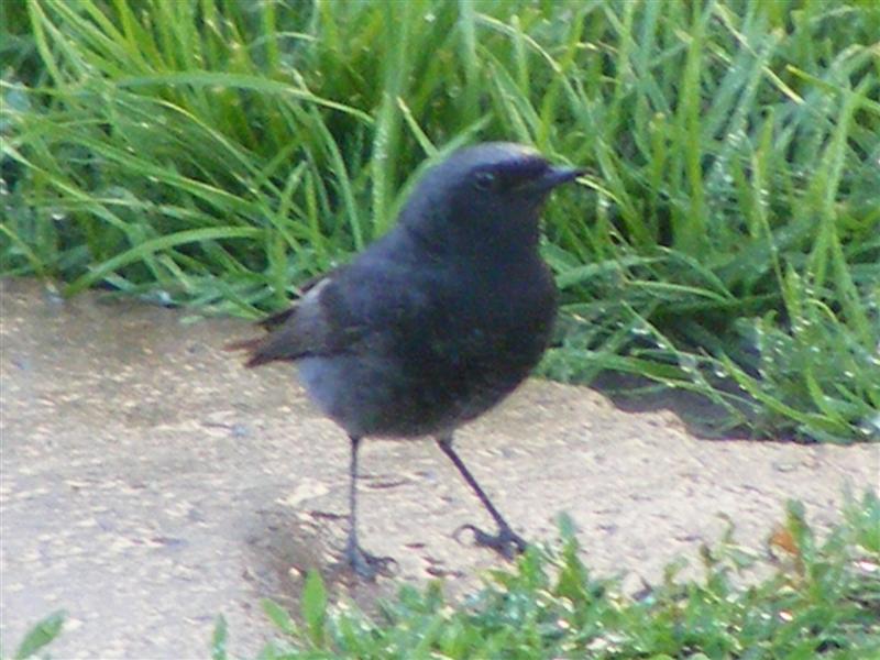 DSCF5354 (Medium).JPG
