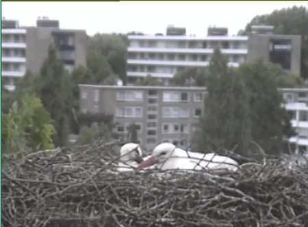 2009-05-27_180238.gif