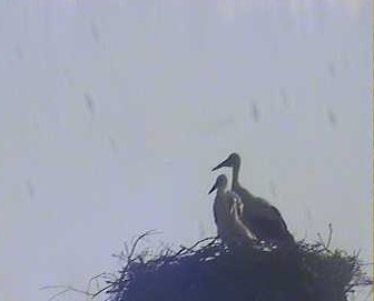 2010-06-13_065023.jpg