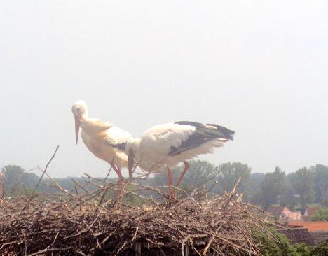 2010-06-15_132113.jpg