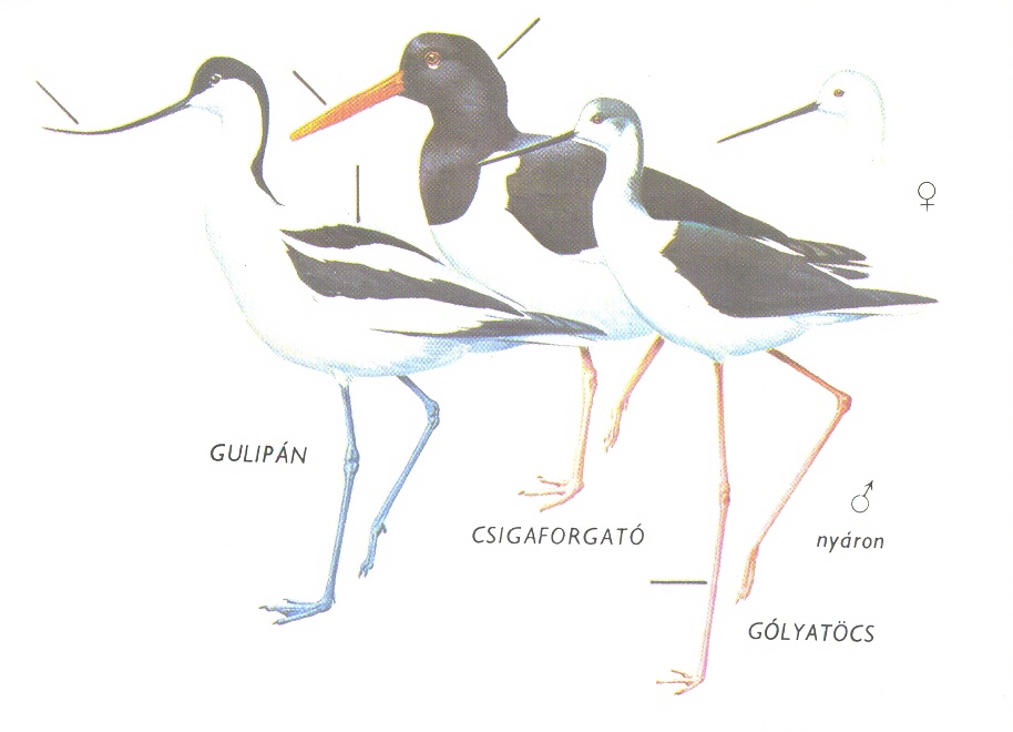 Gulipán gólyatöcs.jpg