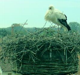 2010-06-18_065628.jpg