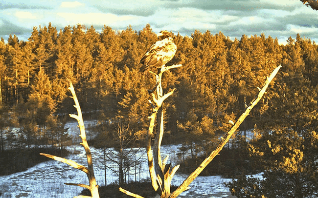 ESZT_SAS_20090116_01.gif