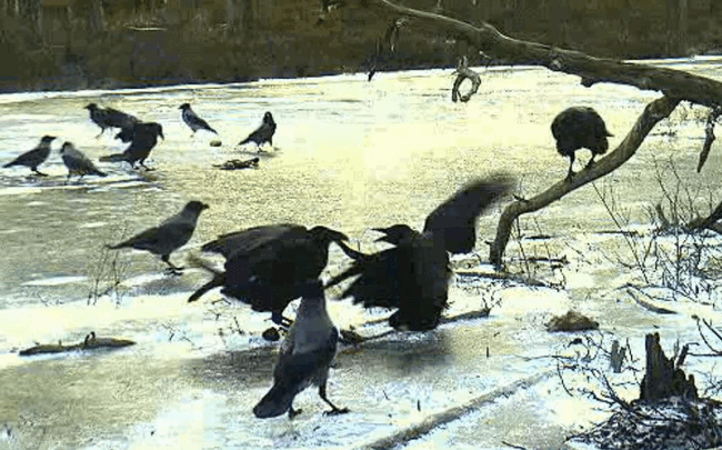 ESZT_SAS_20090116_02.gif