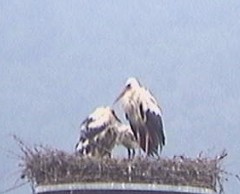 2010-06-22_101401.jpg