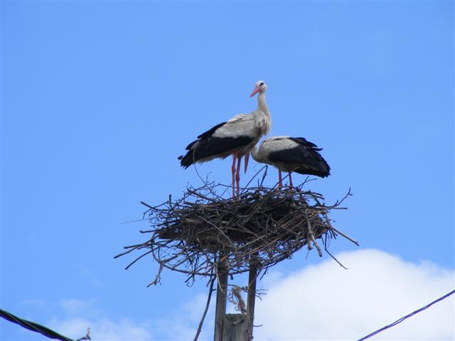 DSCF1146 (Small).JPG