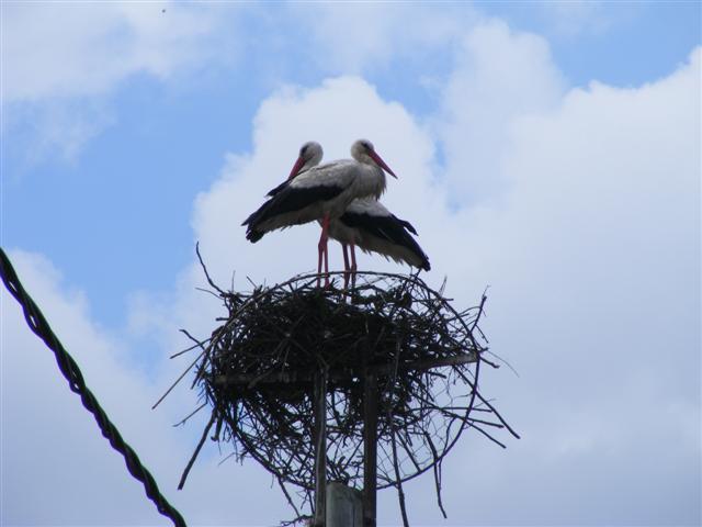 DSCF1147 (Small).JPG