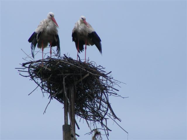 DSCF1194 (Small).JPG