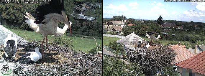 NHalász8k.JPG