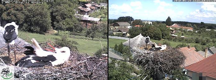 NHalász9k.JPG