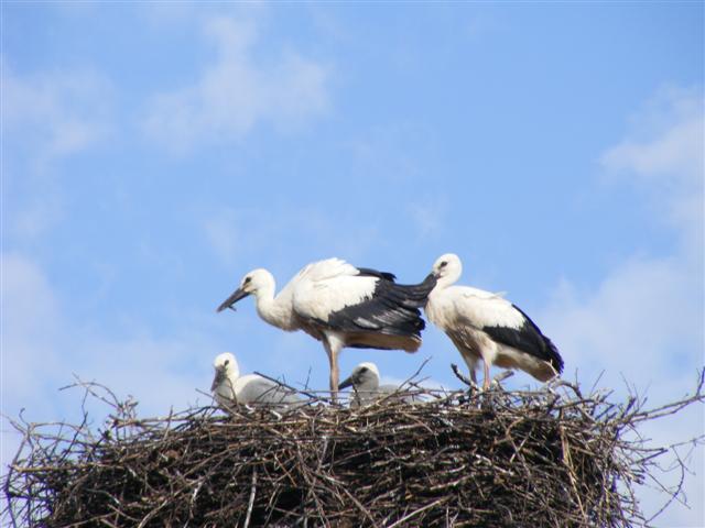 DSCF1247 (Small).JPG