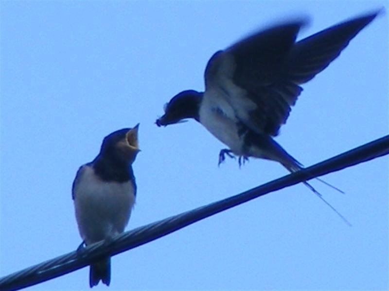 DSCF1598 (Medium).JPG
