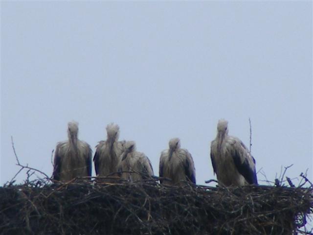 DSCF1742 (Small).JPG