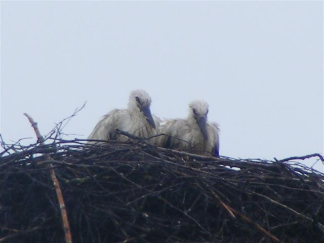 DSCF1743 (Small).JPG