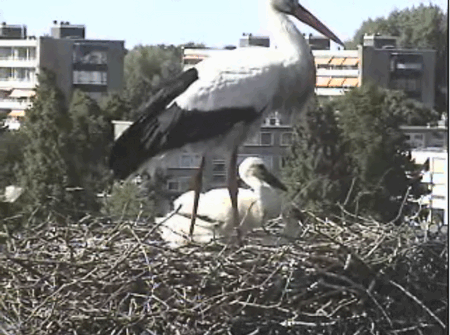 2009-05-30_173409.gif