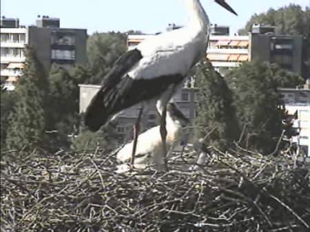 2009-05-30_173247.gif