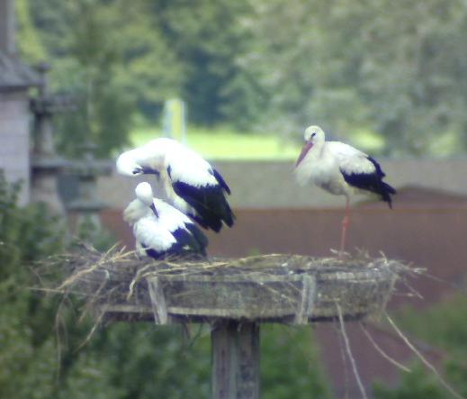2010-07-18_171554.jpg