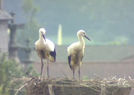 2010-07-29_101234.jpg