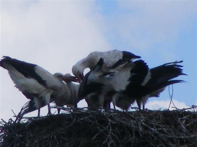 DSCF2053 (Small).JPG
