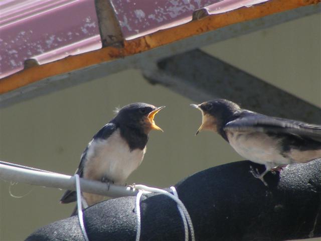 DSCF2044 (Small).JPG