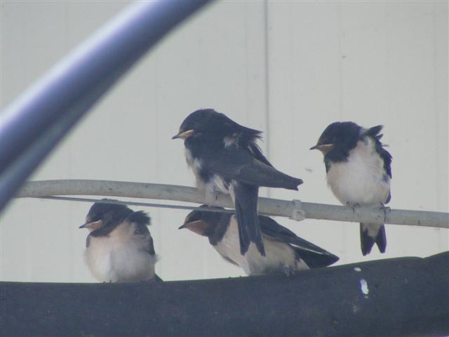 DSCF2035 (Small).JPG