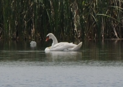 2010-07-31_144157.jpg
