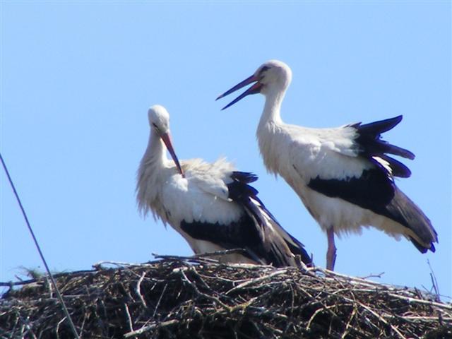 DSCF2190 (Small).JPG