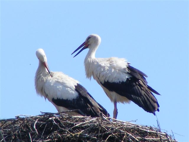 DSCF2191 (Small).JPG