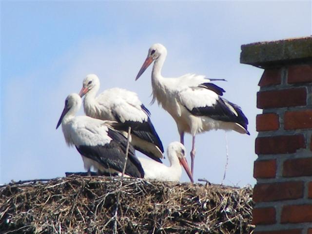 DSCF2207 (Small).JPG