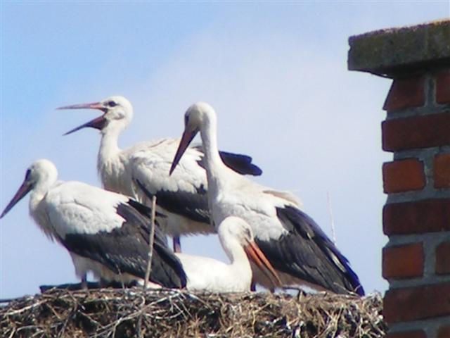 DSCF2204 (Small).JPG